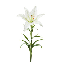 White lily with green leaves, isolated on white background, fresh, clean, elegant floral beauty.