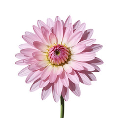 Single chrysanthemum with detailed petals, isolated on white background, vibrant, sharp.