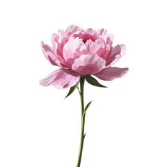 Obraz premium A realistic pink peony flower on a white background, high detail, no shadows, perfect for botanical art.