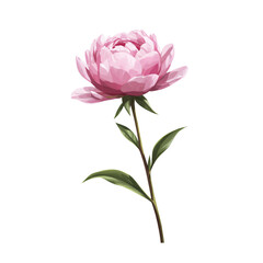 Obraz premium A realistic pink peony flower on a white background, high detail, no shadows, perfect for botanical art.