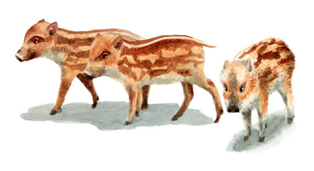 アナログ水彩イノシシの子／瓜坊