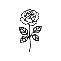 rose vector illustration