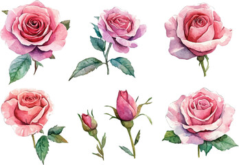 Fototapeta premium set of roses
