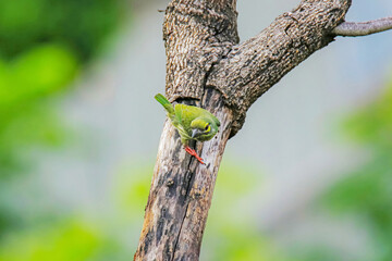 The coppersmith barbet on a branch in nature