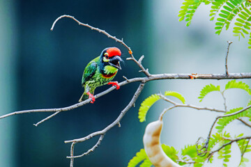 The coppersmith barbet on a branch in nature