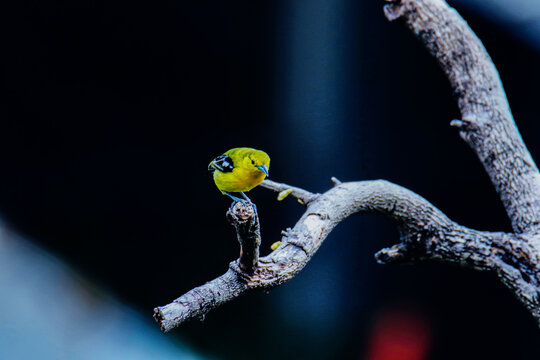 A Common Iora  ona branch in nature
