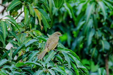The Streak-eared Bulbul on a branch
