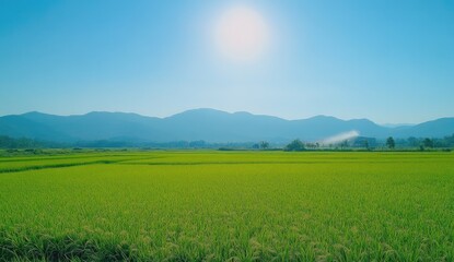 Obraz premium Vast green rice paddy field stretches to distant mountains under a vibrant blue sky, bright sun prominent