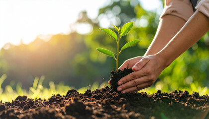 Fototapeta premium Young plant hands soil gardening sunlight nature close up green leaves planting growth environment outdoor agriculture earth fresh healthy care natural spring eco friendly small tree nurturing