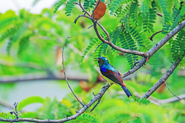 The Brown-throated Sunbird on a branch