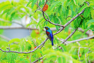 The Brown-throated Sunbird on a branch