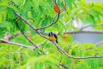 The Brown-throated Sunbird on a branch