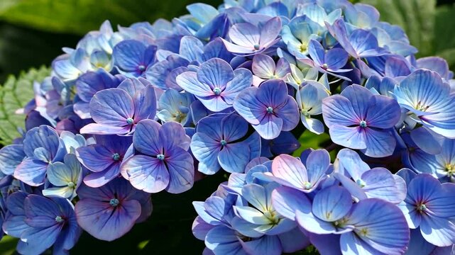 Vibrant blue hydrangea flowers blooming in a lush garden, showcasing nature's beauty