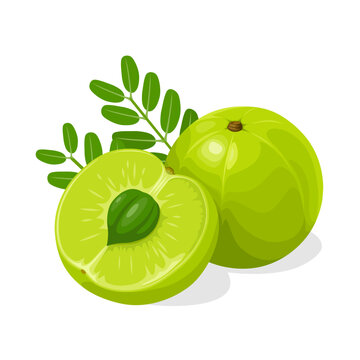 Illustration of Phyllanthus emblica, also known as emblic, myrobalan, Indian gooseberry, Malaca tree, or amla, isolated on white background.green apple with leaves