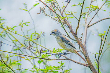 The Shrikes on a branch