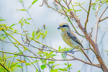 The Shrikes on a branch