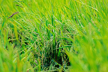 green rice background