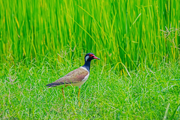 Red-wattled Lapwing  on green field