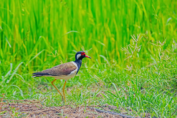Red-wattled Lapwing  on green field