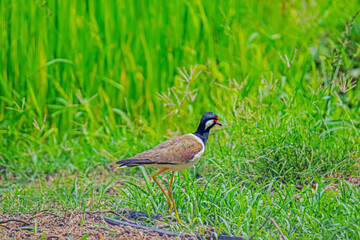 Red-wattled Lapwing  on green field