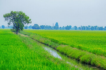 green field and blue sky