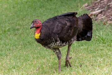 Fototapeta premium Australian Brush-turkey (Alectura lathami) - Bush Turkey on a Lawn