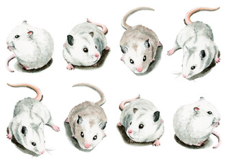 アナログ水彩白いねずみ８匹
