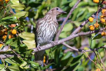 Australasian Figbird (Sphecotheres vieilloti) - Wild Bird Among Foliage in Australia