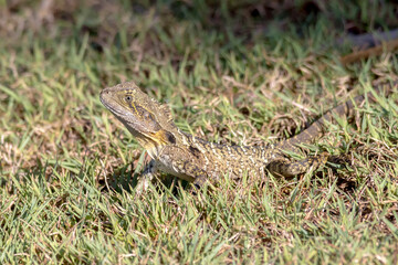 Naklejka premium Eastern Water Dragon - Intellagama lesueurii - Australian Lizard on Lawn