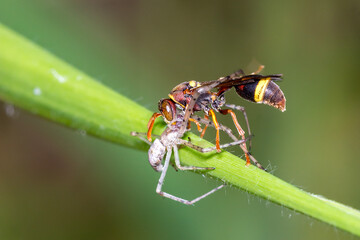 Fototapeta premium Ropalidia gregaria - Brown Paper Wasp Seizing Spider Prey in the Wild