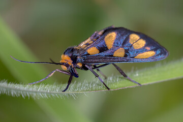 Amata humeralis - Tiger Moth Perched on Leaf in Close-Up View
