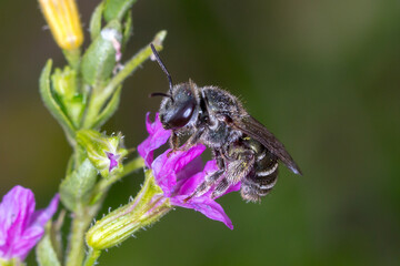Sweat Bee (Lipotriches, Subgenus Austronomia) - Native Pollinator in Natural Habitat
