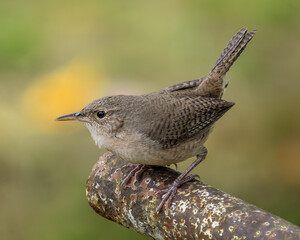 Southern House Wren