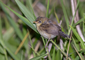Tawny Grassbird (Cincloramphus timoriensis) - Perched Among Tall Grass in Native Habitat