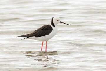 Pied Stilt - Himantopus leucocephalus - Australian bird wading in shallow water