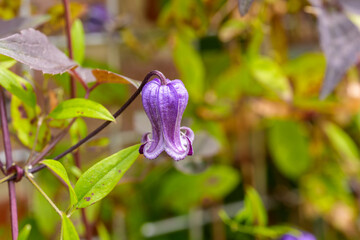 Close-up of purple Clematis 'Freda' flowers blooming in early summer