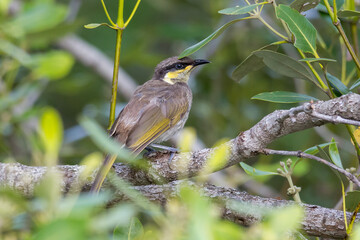 Mangrove Honeyeater (Gavicalis fasciogularis) - Australian Bird Perched in Mangrove Vegetation

