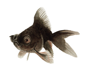 アナログ水彩黒出目金