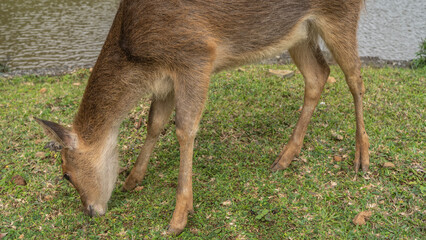 A deer Rusa  Cervus timorensis grazes in a green meadow by a pond. The head is tilted towards the...