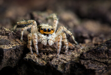 Golden eyed band jumping spider on a wood bark. Backgrounds and wallpapers