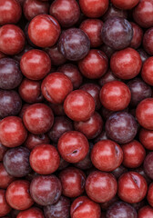 Obraz premium a dense collection of ripe plums, deep purple and reddish tones