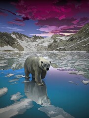 Polar bear on melting ice, dramatic sunset