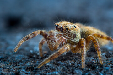 Golden hairy jumping spider on a rough surface. Backgrounds and wallpapers