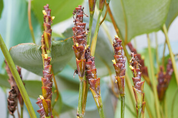 Canna Indica flower pistils in the garden
