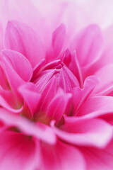 Fototapeta premium Close-up of vibrant pink flower in full bloom