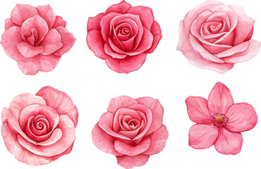 set of pink roses isolated