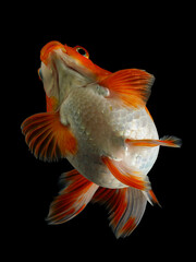 A vibrant orange and white ranchu goldfish with a distinctive head growth, gracefully swimming against a dark background, 20 juny 2025 Indonesia