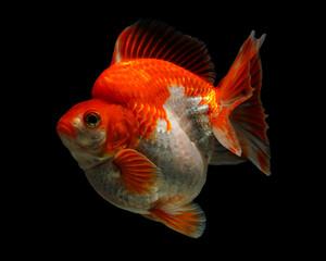 A vibrant orange and white ranchu goldfish with a distinctive head growth, gracefully swimming against a dark background, 20 juny 2025 Indonesia