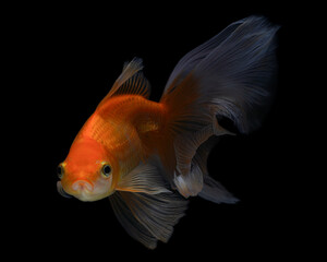 A vibrant orange and white ranchu goldfish with a distinctive head growth, gracefully swimming against a dark background, 20 juny 2025 Indonesia