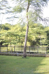 Obraz premium bridge in the forest